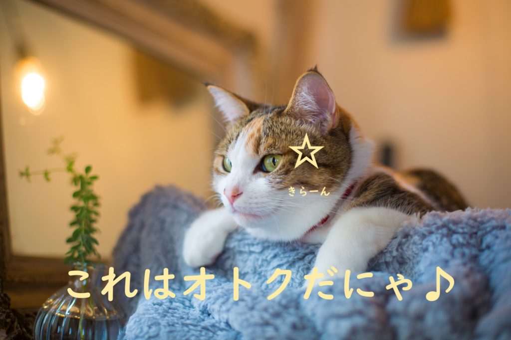 お得な猫　三毛猫