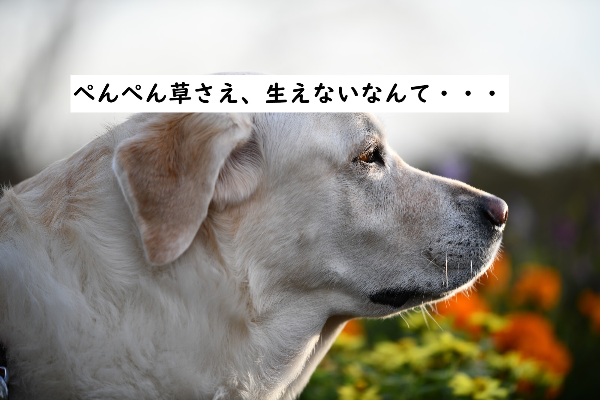 しょんぼりする大型犬　レトリバー