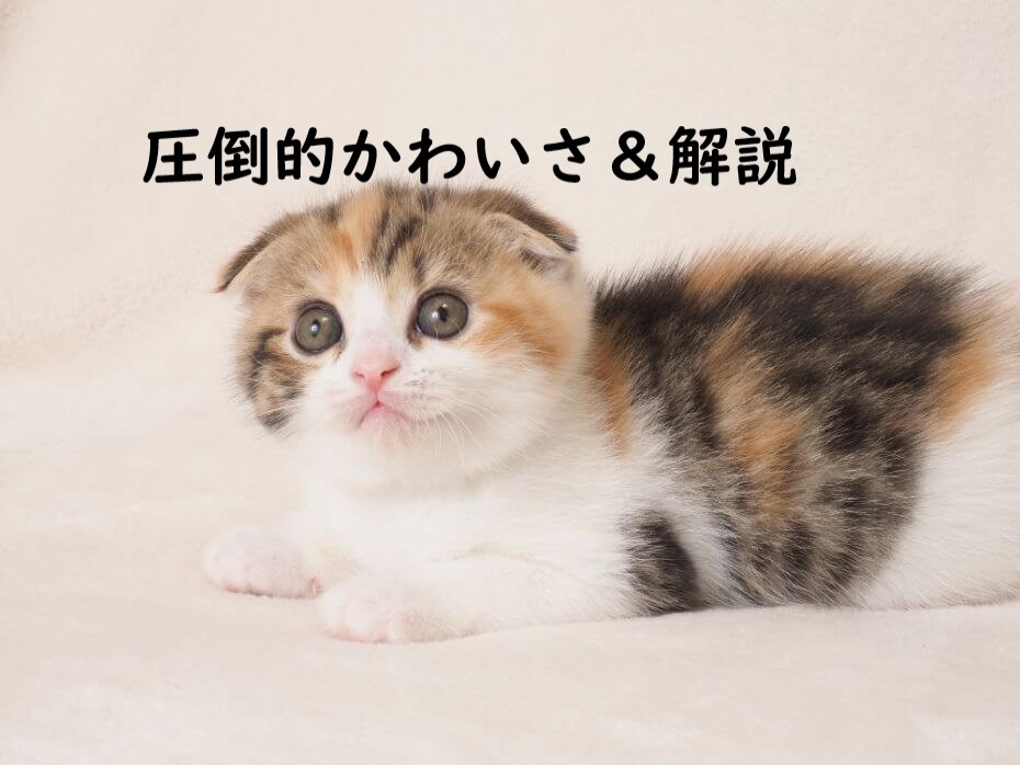 kawaii　子猫