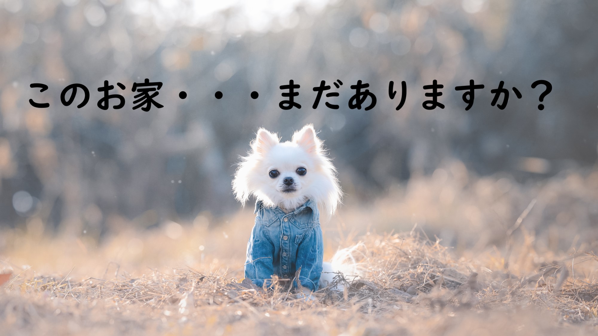 チワワ　子犬　冬　家買う