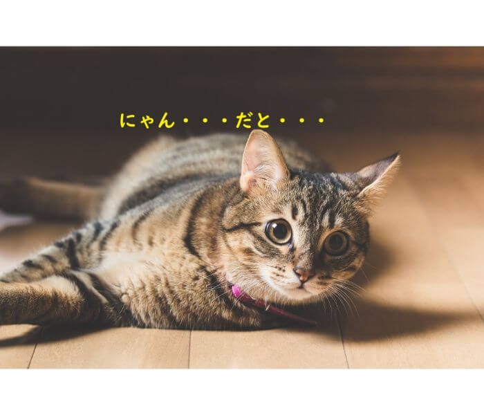 驚く寝てる猫