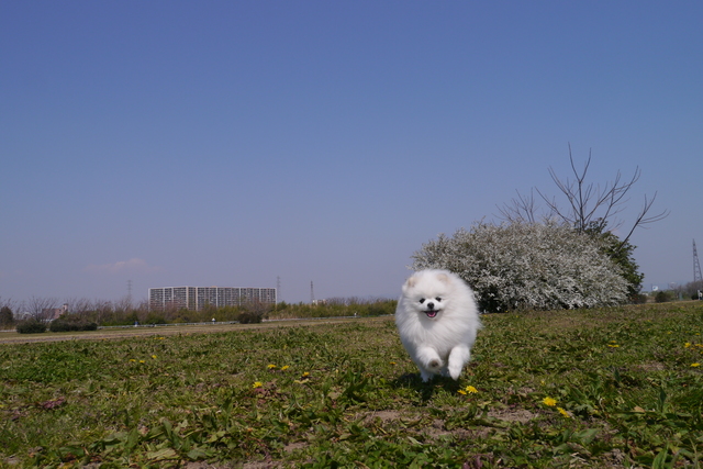 走る白いポメラニアンと青空2　