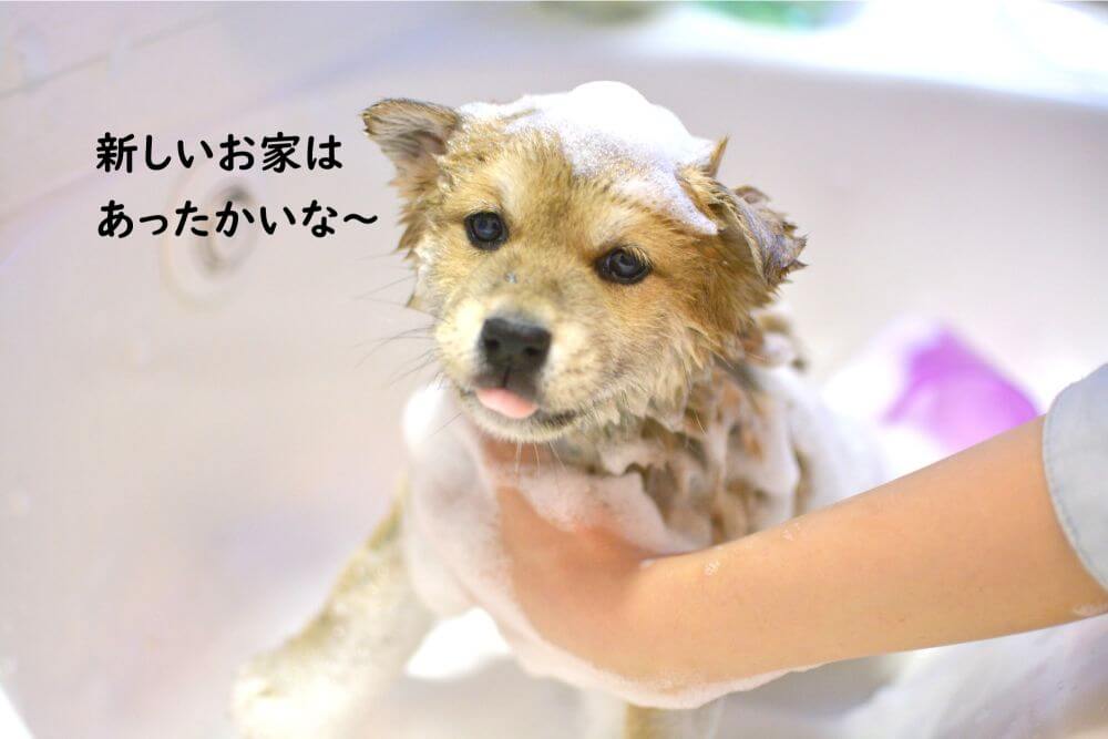 シャンプー　子犬