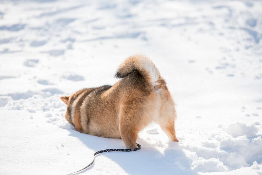 雪で遊ぶ犬