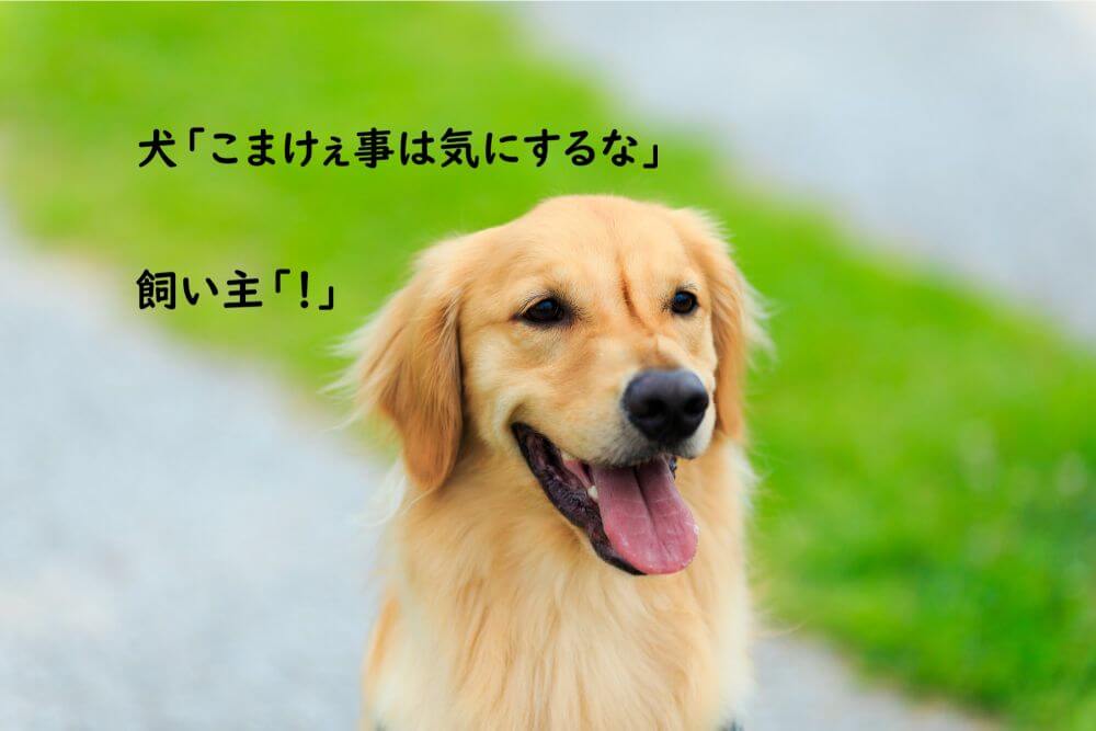 犬　イッヌ　笑顔