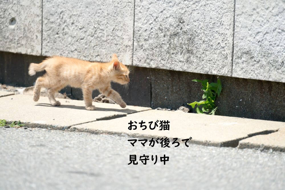 チビ猫　散歩　草