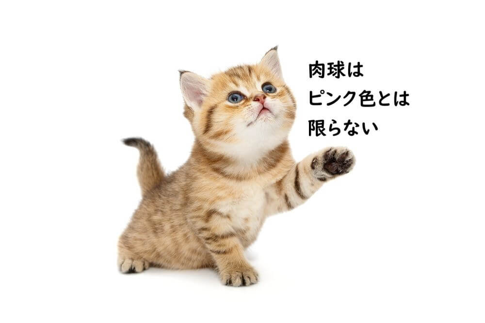 肉球　黒い子猫