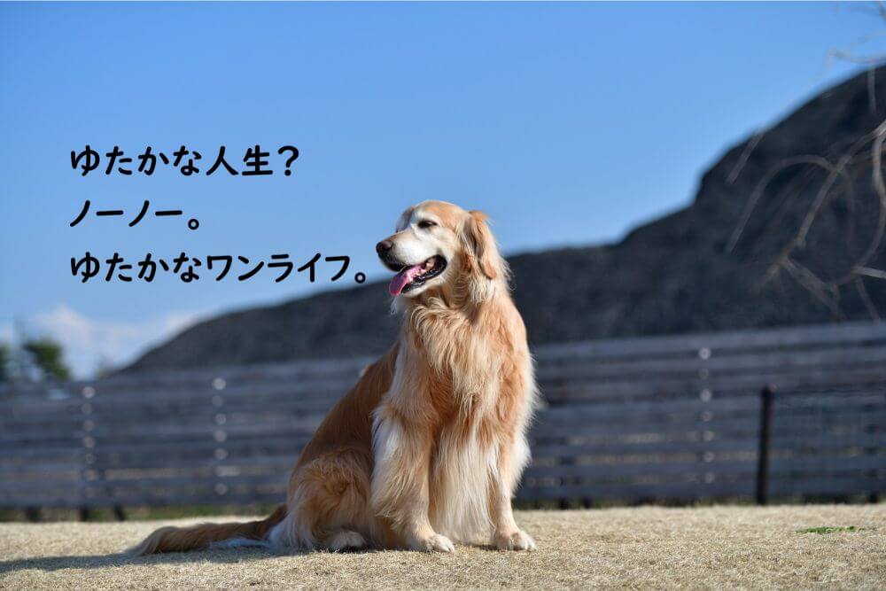 レトリバー　犬　山