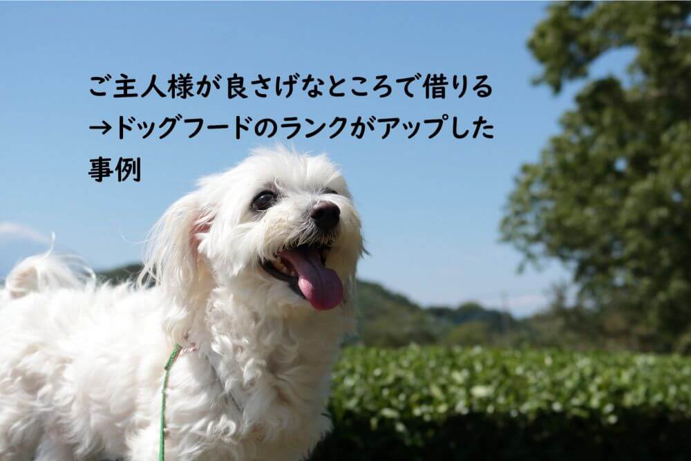 白い犬　笑う