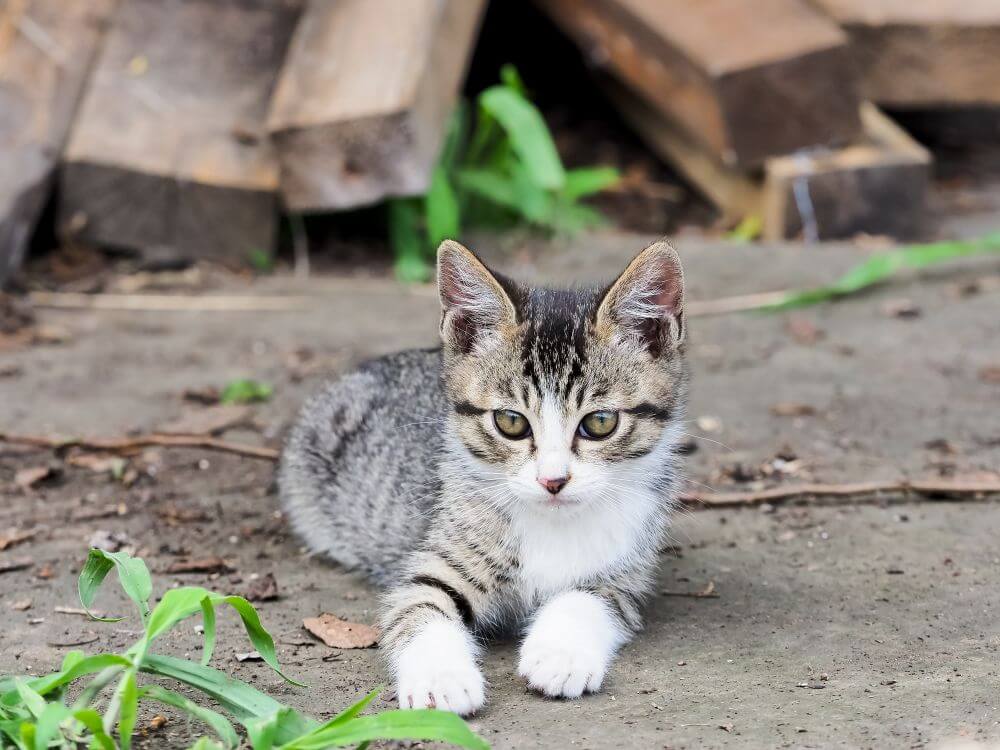 子猫　キジ猫　白タビ