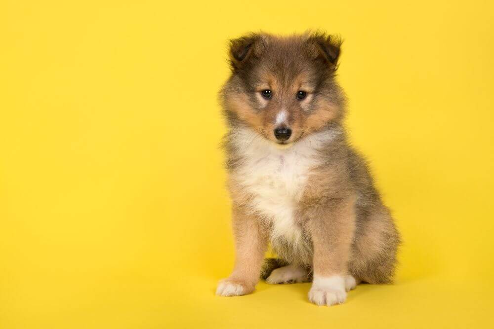 シェルティー　コリー　犬　子犬