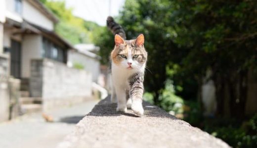 あなたは市街化調整区域にコンビニがある理由を知っていますか？どうして大きな道路沿いにばかり建っているかの答えとは。