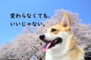 コーギー　桜　犬