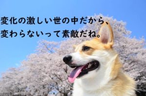 犬　桜　コーギー